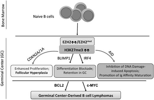 Figure 2. Biological functions of EZH2 in normal B-cell development and lymphomagenesis. During B-cell differentiation, naive B cells enter the GC and EZH2 is transcriptionally upregulated during GC B-cell maturation.26,47 Via induction of H3K27me3, EZH2 then transcriptionally represses a myriad of downstream effector genes, which at least include the negative cell-cycle regulators (CDKN2A and CDKN1A) and B-cell differentiation-promoting transcription factors (IRF4 and BLIMP1/PRDM1), hence allowing for rapid expansion of immature B cells47,56,57; in addition, EZH2 protects GC B cells from the genotoxic damages induced by activation-induced cytidinedeaminase (AID),47 an enzyme critical for immunoglobulin affinity maturation via a mechanism of somatic hypermutation that modifies the immunoglobulin variable region of the rearranged antibody genes in GC B cells.21 EZH2 levels decrease as B cells exit the GC, enabling derepression of EZH2-targeted genes and hence terminal differentiation.47,56,57 However, EZH2 hyperactivity (either somatic mutation or overexpression) disrupts such fine equilibrium, continuously enhances H3K27me3, and results in exaggerated silencing of EZH2 targeted genes, which then block GC B-cell differentiation and promote their proliferation and survival. EZH2 mutations alone lead to follicular hyperplasia, and, with acquisition of additional oncogenic events such as upregulation of BCL2 or c-MYC, EZH2 mutations cooperatively enable or accelerate malignant transformation of GC B cells.56,58