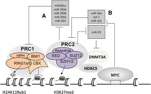 Figure 3. Vicious amplification loops involving a myriad of PcG proteins and miRNAs. Repression of PRC1-repressing miRNAs by PRC2 (A) establishes a positive-feedback loop ensuring coexpression and cooperation of 2 main PcG repressor complexes in stem and cancer cells; c-MYC, which is frequently translocated or overexpressed in Burkitt lymphoma and other B-cell lymphoma types, assembles a gene-silencing complex with PRC2 and HDACs to downregulate a list of tumor-suppressive miRNAs that can repress EZH2 and DNMT3A (B), hence establishing positive-feedback loops to enforce expression and functionality of PRC2 in B-cell lymphomas. Me3, trimethylation. Ub1, mono-ubiquitination.