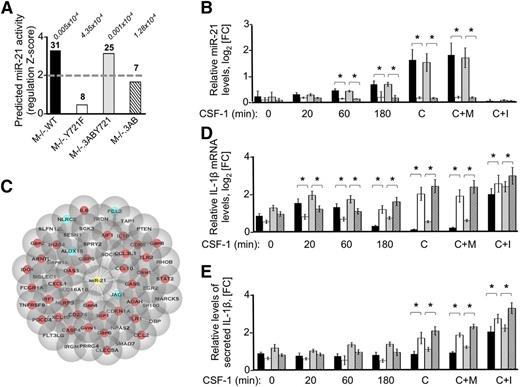 Figure 4. miR-21 expression is positively regulated downstream of CSF-1R pTyr-721 to decrease the abundance of proinflammatory molecules. (A) Downstream effector analysis performed by IPA on differentially regulated CSF-1 transcripts (FC > 1.5, P < .05), predicts miR-21 as the top statistically significant miRNA (supplemental Table 5) that is activated in a pTyr-721–dependent manner (z score >2, gray dotted line). The number of coexpressed mRNAs predicted as miR-21 targets (bold) and the statistical P values (italics) are indicated for each cell line at the top of each bar. (B) Validation of miR-21 as a pTyr-721–regulated molecule and of a miR-21 inhibitor. For miR-21 validation, qRT-PCR measurements were performed on complementary DNA prepared from M−/−.WT and M−/−.Y721F macrophages and from the M−/−.3ABY721 and M−/−.3AB cells that were either CSF-1–starved overnight, then treated with CSF-1 (120 ng/mL) for the indicated time points, or constitutively grown in CSF-1 (C). For inhibitor validation, cells were constitutively grown in CSF-1. The miR-21 inhibitor (C+I), or mismatch inhibitor control (C+M), were added 48 hours before harvesting the cells and determining the miR-21 levels by qRT-PCR. (C) Cytoscape representation of the IPA-predicted miR-21 targets that are regulated in a pTyr-721–dependent manner. Note that 80% of these molecules are associated with macrophage polarization toward an inflammatory phenotype (red circles), whereas only 10% are associated with the M2 phenotype (blue circles). (D-E) CSF-1 negatively regulates IL-1β mRNA levels and IL-1β secretion in a pTyr-721– and miR-21–dependent manner. (D) qRT-PCR measurements of IL-1β mRNA in Tyr-721– and Tyr-721F–expressing macrophages. Cells were treated as described in panel B. (E) Conditioned media from Tyr-721– and Tyr-721F–expressing macrophages treated as described in panel B were used to measure the amount of soluble mature IL-1β released in the medium, by enzyme-linked immunosorbent assay. (B,D,E) Key for cell lines as in panel A. Five biological replicates; error bars, ±SD; *P ≤ .05.
