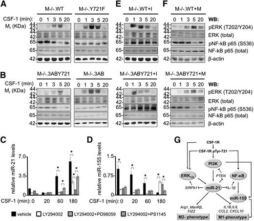 Figure 5. CSF-1R pTyr-721/PI3K signaling regulates the amplitude and duration of ERK1/2 and NF-κB p65 activation and induces miR-21 expression. CSF-1–starved macrophages were stimulated with CSF-1 (120 ng/mL) for the indicated times and processed for western blotting (WB) or RNA extraction. (A) M−/−.WT and M−/−.Y721F macrophages and (B) M−/−.3ABY721 and M−/−.3AB macrophages were subjected to WB analysis with antibodies to the activated phosphorylated forms of ERK1/2 and NF-κB p65 and to the total ERK1/2 and NF-κB p65. (C) Relative qRT-PCR quantitation of miR-21 levels in M−/−.WT macrophages treated with PI3K inhibitor LY 2940002 alone (100 μM), in combination with either the ERK1/2 inhibitor PD98059 (50 μM) or the IKK inhibitor PS1145 (2 μM), or vehicle alone (1% dimethylsulfoxide). (D) miR-155 levels in M−/−.WT macrophages. Experiments performed as in panel A. Relative expression values in panels C-D indicate the fold-change of miRNA levels in CSF-1–treated cells relative to CSF-1–starved cells at the indicated times. Data are representative of 3 independent experiments (error bars, ±SD; *P ≤ .05). (E) M−/−.WT and M−/−.3ABY721 macrophages, treated for 48 hours with LNA-miR-21 inhibitor (I), or (F), an inhibitor mismatch control (M), were CSF-1–starved before CSF-1 stimulation for the indicated times and processed as described in panels A-B. Comparisons between matching cell lines (panels A-B; top 2 panels and bottom 2 panels of panels E-F) were made on the same blots (loading control, β-actin). (G) Schematic representation of pTyr-721–mediated signaling events leading to induction of miR-21 and suppression of inflammatory networks. Filled lines, relationships demonstrated in the present study; dashed lines, suggested interactions from the literature; arrows, activation; blunt arrows, inhibition; point arrows, kinetically regulated activation and inhibition. Ovals indicate molecule activity, not expression level. SIRPb1 and IL-1β are directly suppressed by miR-21 (supplemental Table 8), but are not necessarily the exclusive mediators of macrophage miR-21 effects on ERK1/2 and NF-κB. ERK1/2 activation is positively regulated through CSF-1R tyrosines 544, 559, and 807.28