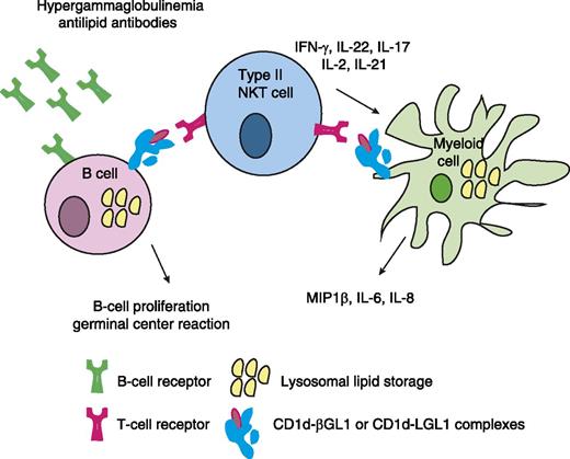 In GD, inherited deficiency of the acidic β-glucosidase enzyme results in progressive lysosomal accumulation of βGL1 and LGL1. Upon recognition of CD1d-βGL1 or CD1d-LGL1 complexes on the surface of B cells and myeloid cells, type II NKT cells release a plethora of cytokines, including interleukin-2 (IL-2), interferon-γ (IFN-γ), IL-17, and IL-22. Crosstalk with myeloid cells results in their activation and secretion of inflammatory cytokines, such as MIP1-β, IL-6, and IL-8. Crosstalk with B cells leads to their activation, germinal center reaction, and immunoglobulin secretion.
