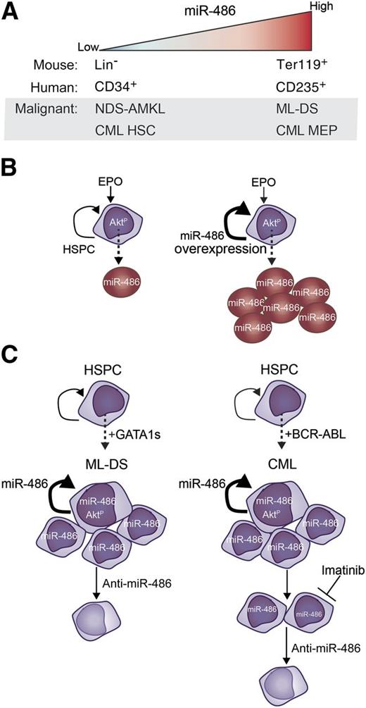 miR-486 is a regulator of normal erythropoiesis and myeloid leukemogenesis. (A) Expression pattern of miR-486 in normal and malignant hematopoiesis. (B) miR-486 expression is upregulated during erythroid differentiation (left), and forced overexpression of miR-486 in hematopoietic stem and progenitor cells pushes the expansion of erythrocyte differentiation (right). miR-486 expression directly controls PTEN and FoxO1 to permit activation of AKT signaling during normal erythroid differentiation. (C) Overexpression of miR-486 cooperates with Gata1s to increase proliferation and self-renewal, and knockdown of miR-486 in ML-DS induces cell death (left). Expression of miR-486 synergizes with BCR-ABL to promote cell proliferation (right). Imatinib treatment of CML cells partly reduces miR-486 expression and induces cell death, which is amplified by sponge-mediated knockdown of miR-486. EPO, erythropoietin; HSC, hematopoietic stem cell; HSPC, hematopoietic stem and progenitor cell; NDS, non-DS.