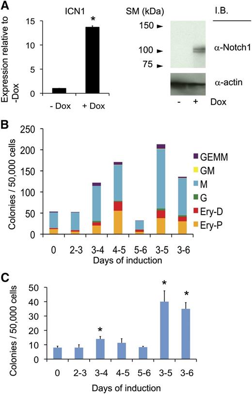 Figure 1. ICN1 induction during EB differentiation enhances hematopoietic development. (A) Induction of ICN1 24 hours after adding Dox (0.5 μg/mL) during ESC culture is shown by real-time RT-PCR (left) and immunoblotting (right). (B) Methylcellulose (M3434) CFC counts from day 6 iICN1 EB-derived cells with indicated day(s) of ICN1 induction by Dox (0.5 μg/mL) are shown. A representative of 3 independent experiments is shown. (C) OP9 stromal cell colony counts from day 6 iICN1 EB-derived cells with indicated day(s) of ICN1 induction with Dox (0.5 μg/mL) are shown. n = 3; *P < .05 by Student t test in comparison with noninduced control.