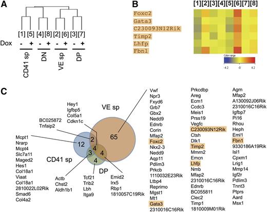 Figure 3. Foxc2 expression is upregulated in VE SP population after ICN1 induction. (A) CD45− CD41 SP, VE SP, DP, and double negative (DN) populations were sorted from day 6 iICN1 EBs with or without Dox induction (0.5 μg/mL) from days 3 to 5 during EB differentiation and subjected to microarray analysis for gene expression. Hierarchical clustering of populations is shown (Euclidean metric). The numbers, which are applied afterward, represent the corresponding sorted populations. (B) Genes with a similar expression pattern to Gata3 are indicated (Spearmann metric with cutoff 0.95 followed by Pearson metric with cutoff 0.9). Expression levels relative to average gene expression are plotted. (C) Genes with an increase in expression by twofold or higher after ICN1 induction in CD41 SP, VE SP, and DP population are listed from high to low expression. Genes showing an expression pattern similar to Gata3 are marked by a rectangular shade. Data were collected from 3 independent experiments.