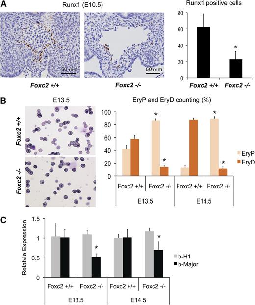 Figure 4. Foxc2−/− mouse embryos show defective definitive hematopoiesis. (A) Representative AGM sections of E10.5 Foxc2−/− mouse embryos and wild-type littermates with anti-Runx1 antibody staining are shown (left panel). The dorsal aorta region is shown. Quantification of Runx1-positive cells are shown on the right (3 sections per embryo; Foxc2+/+, n = 4; Foxc2−/−, n = 5; Volocity version 5.1.0, Improvision Ltd.). (B) Peripheral blood smears of a representative E13.5 Foxc2−/− embryo and a wild-type littermate are shown on the left, and the percentages of primitive, nucleated erythroblast and definitive, enucleated erythrocytes are shown on the right. (C) Real time RT-PCR of peripheral blood is shown. Gene expressions relative to wild-type controls are plotted. *P < .05 by Student t test in comparison with Foxc2+/+.