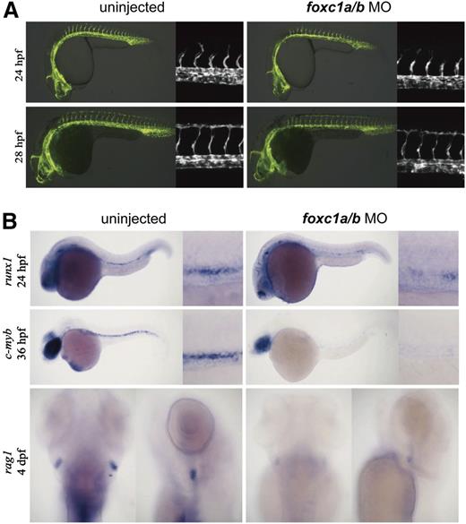 Figure 5. foxc1a and foxc1b are required for definitive hematopoiesis in zebrafish. (A) Low-dose foxc1a/b (4/4 ng) morpholinos were injected into fertilized eggs of Tg(flk1:GFP) zebrafish. Fluorescence images of uninjected control and injected zebrafish are shown; (flk1:GFP) at 24 hpf, 66/75 intact; (flk1:GFP) at 28 hpf, 49/54 intact. (B) Low-dose foxc1a/b (4/4 ng) morpholinos were injected into fertilized eggs of wild-type zebrafish. In situ hybridization images with runx1, c-myb, and rag1 probes at indicated time points are shown. runx1, 17/35 decreased; c-myb, 11/26 decreased; rag1, 17/28 decreased.