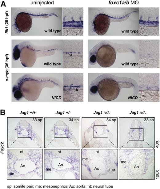 Figure 7. Foxc2 is a downstream mediator of Notch signaling in AGM hematopoiesis. (A) Low-dose foxc1a/b morpholinos (4/4 ng) were injected into fertilized zebrafish eggs from a wild-type cross or from a cross of hsp70:gal4 and uas:NICD. Heat shock was performed on embryos from hsp70:gal4 and uas:NICD cross between 8 and 12 somite stages at 37°C for 30 minutes to induce NICD expression. Embryos were incubated at 28°C. Wild-type crosses were harvested at 28 hpf and 36 hpf, and hsp70:gal4 and uas:NICD crosses were harvested at 36 hpf. In situ hybridization with flk1 (wild-type at 28 hpf) or c-myb (wild-type and NICD at 36 hpf) is shown. Arrowhead indicates positive c-myb staining. Morpholino injection decreased (7 partial + 23 complete/30) c-myb expression, and NICD induction did not rescue the decrease (1 partial + 6 complete/7). (B) Jagged1 null mouse embryos and littermates (E10.5) were subjected to in situ hybridization with Foxc2 probe. Transverse sections of dorsal aorta in the AGM region are shown in a dorsal to ventral orientation. Two representative Jagged1 null embryos are shown (n = 4).