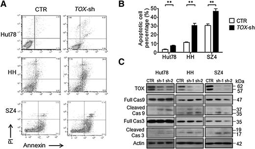 Figure 5. TOX suppression leads to increased apoptosis and caspase activation in CTCL cells. (A) FACS analysis of apoptotic (annexin V–positive) cell population in TOX-sh Hut78, HH, and SZ4 cells compared to control (CTR) cells. (B) Percentages of apoptotic cells in TOX-sh Hut78, HH, and SZ4 cells compared to CTR cells. **P < .01 by 2-tailed Student t test with Welch correction. Error bars indicate standard error of the mean. Data depicted are representative of at least 4 independent experiments. (C) Comparison of caspase 9 and caspase 3 levels (both full-length and cleaved) in TOX-sh and CTR cells. PI, propidium iodide.