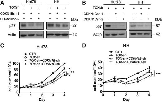 Figure 7. Knockdown of CDKN1B or CDKN1C reverses growth inhibition of TOX-sh cells. (A) CDKN1B knockdown by 2 shRNA (sh-1 and sh-2) in addition to TOX knockdown in Hut78 and HH cells. Transduced cells were selected by hygromycin (750 μg/mL for Hut78 and 200 μg/mL for HH) for 7 days before the protein lysates were probed with antibodies against p27 and actin proteins. (B) CDKN1C knockdown in addition to TOX knockdown in Hut78 and HH cells. Transduced cells were selected by hygromycin for 7 days before western blot analysis was performed to examine p57 protein levels. (C) Cosilencing of TOX with CDKN1B or CDKN1C led to increased proliferative rate in Hut78 cells. A total of 1.5 × 105 cells were cultured in 2 mL of full RPMI media for 4 days, and viable cells were determined each day by the trypan blue exclusion method. (D) Cosilencing of TOX with CDKN1B or CDKN1C led to increased proliferative rate in HH cells. Experiments were conducted in the same way as for Hut78 cells. *P < .05, **P < .01, and ***P < .001 by 2-tailed Student t test with Welch correction. Error bars indicate standard error of the mean. Data depicted are representative of at least 3 independent experiments.