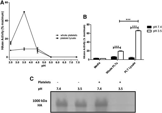 Figure 3. Platelets and platelet lysates can only degrade purified HA under acidic pH. (A-B) Platelets and platelet lysates were incubated with purified HA immobilized to wells of a 96-well plate for 18 hours at 37°C (3 × 108 platelets per well). At the end of the incubation, platelets and degraded HA were washed away, and hyaluronidase activity was measured by detecting residual HA colorimetrically. Maximum activity was achieved by HAase. (A) hyaluronidase activity of platelets and their lysates at different pHs. Platelets and their lysates demonstrated purified HA-degrading activity only under acidic pH (optimum pH, 3.5) with no detectable activity at neutral pH. (B) Purified HA-degrading activity of platelets compared with the activity of their lysates. Platelet lysates have significantly higher purified HA–degrading activity than intact platelets. n = 3; ***P < .001. (C) Purified HA (Select-HA, 1000 kDa) in RPMI medium (5 mg/mL) was incubated with platelets for 18 hours at 37°C. Platelets degraded purified HA only under acidic pH (pH 3.5) but not under neutral pH.