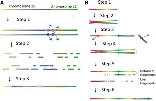 Figure 2. Models for the evolution of the iAMP21 chromosome. (A) The rob(15;21)c is a constitutional dicentric chromosome fusing the short arms of 1 copy each of chromosomes 15 and 21. Usually, 1 centromere is inactive to allow ordered separation of chromatids in mitosis. The model depicts the hypothesis that the 2 centromeres become active and confound attachment of mitotic spindles to the sister kinetochores, such that each chromatid connects to spindles emanating from opposite poles (step 1). During anaphase, this merotelic attachment would lead to lagging of both sister chromatids, rendering them jointly prone to chromothripsis (shattering and then repair) (step 2), leading to a grossly rearranged rob(15;21)c-associated iAMP21 (step 3). (B) Sporadic-iAMP21 formation is initiated by telomere attrition or double-strand breakage (step 1). Following replication, the unprotected chromosome ends fuse (step 2), leading to the formation of anaphase bridges and mitotic chromosome double-strand breakage typical of BFB cycles (step 3). This process is often repeated (step 4). Chromothripsis of the resultant dicentric chromosome is initiated (step 5) in the same manner as described for the rob(15;21)c-associated iAMP21 (step 2 in Figure 1A). The final step (step 6) is repair of the shattered chromosome leading to generation of a stable abnormal chromosome 21.