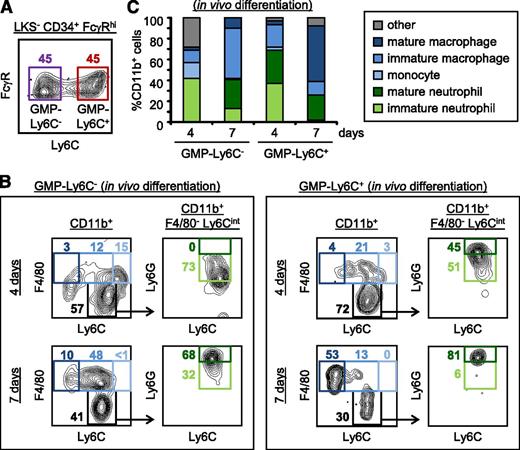 Figure 1. Ly6C expression marks a subset of mouse bone marrow GMPs. (A) Ly6C expression by LKS−CD34+FcγRhi cells (unsorted GMPs) was assessed by flow cytometry (see “Materials and methods” and supplemental Figure 1 for sorting and gating strategies). Data are representative of >3 independent experiments. (B-C) GMP-Ly6C− and GMP-Ly6C+ cells were FACS sorted from CD45.2 donor mouse Lin− cells and 200 000 cells were injected IV into congenic CD45.1 recipient mice (nonirradiated) on day 0. Spleens were harvested from recipient mice on days 4 and 7, and donor cell-derived (CD45.2+) neutrophils (green gates), monocytes, and macrophages (blue gates) were detected by flow cytometry (see supplemental Figure 4 for gating strategy). CD45.2+CD11b+ splenic cells are shown. Data presented are from 1 experiment that is representative of at least 3 independent experiments.