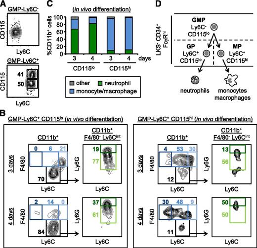 Figure 3. CD115lo and CD115hi subsets of GMP-Ly6C+ cells are enriched for GPs and MPs, respectively. (A) CD115 expression by GMP-Ly6C− and GMP-Ly6C+ cells was assessed by flow cytometry. (B-C) One hundred thousand CD115lo and CD115hi cells isolated from the GMP-Ly6C+ subset of CD45.2 donor mice by FACS were injected IV into CD45.1 recipient mice (nonirradiated) on day 0. Spleens were harvested from recipient mice on days 3 and 4, and splenocytes were enriched for CD45.2+ (donor-derived) cells by depleting CD45.1+ cells prior to staining to detect donor cell-derived (CD45.2+) neutrophils (green gates), monocytes, and macrophages (blue gates) by flow cytometry (see supplemental Figure 4 for gating strategy). CD45.2+CD11b+ splenic cells are shown. Data presented are from 1 experiment that is representative of at least 3 independent experiments. (D) Summary of surface marker expression by oligopotent GMPs and lineage-committed GPs and MPs.
