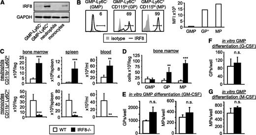 Figure 4. IRF8 is expressed by GPs and MPs but not GMPs, and is not required for GP and MP production by GMPs. (A-B) IRF8 levels in GMPs (GMP-Ly6C−), total GMP-Ly6C+, GPs (GMP-Ly6C+CD115lo), and MPs (GMP-Ly6C+CD115hi), as well as neutrophils (CD11b+Ly6Ghi Ly6Cint) and monocytes (CD11b+Ly6G−Ly6Chi) isolated from bone marrow, were assessed by western blotting using GAPDH as a loading control (A), and by intracellular flow cytometry (B). The mean fluorescence intensities (MFIs) were plotted for GMPs, IRF8+ GPs (GP+) and MPs (B, right panel). All data are representative of at least 3 independent experiments. (C-D) Neutrophils and monocytes in the bone marrow, spleen, and blood (C) and GMPs, GPs, and MPs in the bone marrow (D) of IRF8−/− mice were assessed by flow cytometry. Bone marrow numbers are per leg (femur + tibia). Data are presented as mean plus standard deviation of 5 wild-type and 5 IRF8−/− mice. Statistical significance was assessed by Student t test (**P < .01, ***P < .001). (E-G) One thousand GMPs per well were cultured in liquid media containing 20 ng/mL GM-CSF (E), 50 ng/ml G-CSF (F), or 50 ng/ml M-CSF (G), and cultures were analyzed by flow cytometry at 24 hours (F) or 48 hours (E, G) to monitor for the production of GPs and MPs (see supplemental Figure 8 for gating strategy). Two to 5 wells were pooled as necessary to permit flow cytometry analysis. Data are presented as mean plus standard deviation of at least 3 wild-type and 3 IRF8−/− mice (GM-CSF and M-CSF cultures, 5 mice per group; G-CSF cultures, 3 mice per group). Statistical significance was assessed by Student t test (**P < .01, ***P < .001). n.s., not significant.