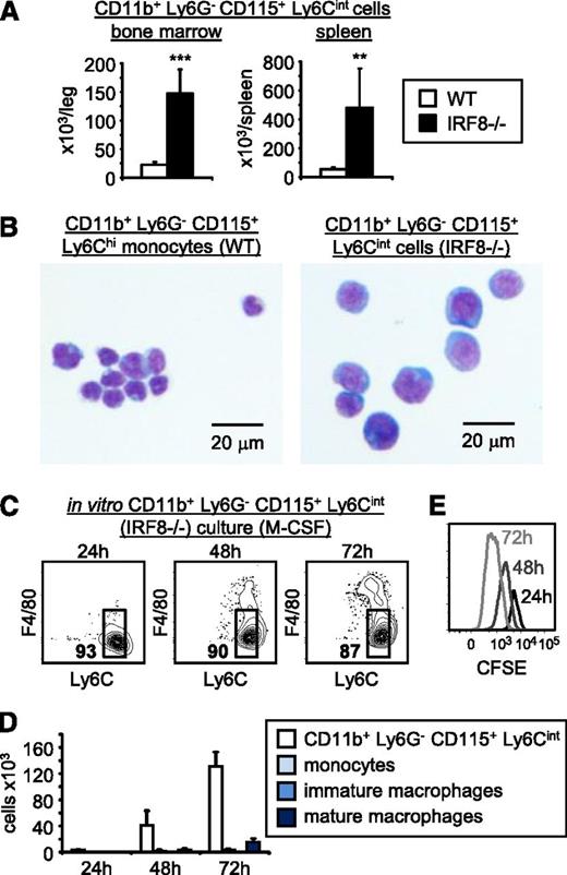 Figure 7. The incompletely differentiated monocytes that accumulate in IRF8-deficient mice have leukemic properties. (A) Incompletely differentiated monocytes (CD11b+Ly6G−CD115+Ly6Cint) in the bone marrow and spleens of wild-type and IRF8−/− mice were detected by flow cytometry (see supplemental Figure 11 for full gating strategy). Bone marrow numbers are per leg (femur + tibia). Data are representative of 5 mice per group. Statistical significance was assessed by Student t test (**P < .01, ***P < .001). (B) CD11b+Ly6G−CD115+Ly6Chi monocytes (wild type) and CD11b+Ly6G−CD115+Ly6Cint cells (IRF8−/−) were isolated from bone marrow and their morphology was assessed using May-Grünwald Giemsa staining. (C-E) CD11b+Ly6G−CD115+Ly6Cint cells were isolated from the bone marrow of IRF8−/− mice by FACS sorting and labeled with CFSE. One thousand cells per well were cultured in liquid media containing M-CSF for the indicated time points. (C-D) Their ability to differentiate was assessed by flow cytometry; cells presented in panel C are CD11b+. (E) CFSE dilution was measured by flow cytometry to assess proliferation of the CD11b+Ly6G−CD115+Ly6Cint cells. Three wells per time point were pooled for analysis. Data are representative of independent cultures of CD11b+Ly6G−CD115+Ly6Cint cells from 3 IRF8−/− mice.