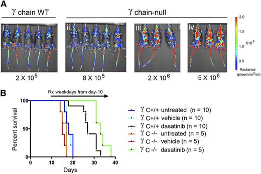 Figure 2. LICs lacking the cytokine receptor γC exhibit increased sensitivity to dasatinib therapy in vivo. (A) Mice infused with the indicated numbers of γC-positive LICs (i) or γC-null LICs (ii-iv) were imaged for vector luciferase activity 10 days later. Matched exposures document relative levels of fluorescence radiance indicated at the right. (B) Cohorts of mice receiving 2 × 105 γC -positive LICs (Ai) or 2 × 106 γC -null LICs (Aiii) were left untreated or were treated once daily 5 days per week with vehicle or dasatinib (10 mg/kg body weight) and euthanized when moribund. Despite their more significant leukemia burden at day 10 (Aiii vs Ai), mice receiving γC-null LICs exhibited a better response to dasatinib therapy. Statistics for pairwise comparisons: untreated vs vehicle (whether γC WT or null groups) are not significant; γC WT, vehicle vs dasatinib, P < .001; γC null, vehicle vs dasatinib, P < .001; dasatinib-treated γC WT vs dasatinib-treated γC null, P = .014. Rx, treatment; WT, wild-type.