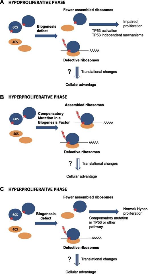 Figure 1. Model explaining transition from hypo- to hyperproliferation phenotypes in ribosomopathies. (A) In the initial phase of the disease, a mutation in a ribosomal protein or ribosome biogenesis factor (symbolized by the red star on the 60S subunit) impairs proper ribosome biogenesis, resulting in lower concentrations of assembled ribosomes. This ribosome biogenesis defect impairs proper proliferation of the cells by activating the TP53 pathway and/or by TP53 independent mechanisms. At this stage, functional ribosomes are still assembled to a certain extent. These ribosomes are however intrinsically defective, and may induce translational changes/shifts in the cells. (B-C) The impaired proliferation imposes strong pressure on cell populations, selecting for cells that acquire a compensatory mutation rescuing the impaired proliferation. The nature of this compensatory mutation is currently unclear. Cells may acquire a mutation in a biogenesis factor rescuing the biogenesis defect (B). Alternatively, the signaling pathways inducing the proliferation impairment upon a biogenesis defect (TP53 or other) may be crippled by a compensatory mutation (C). In both scenarios, after acquiring the compensatory mutation, defective ribosomes would still be formed that alter the translational capacity/fidelity leading to the cell obtaining a clonal advantage over other cells. However, these ribosomes are intrinsically defective, leading to altered gene expression programs. Dashed arrows indicate the more speculative parts.