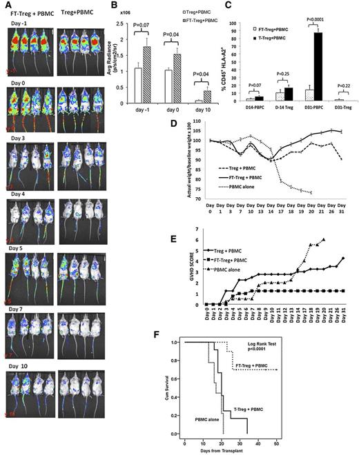 Figure 2. Fucosylated Tregs prevent xenogenic GVHD. (A) Longer in vivo persistence of fucosylated Tregs. Equal numbers (107 cells) of eGFP-FFLuc transduced fucosylated or untreated Tregs were injected in the NSG mice on day −1, followed by 107 PBMCs on day 0. Whole-animal luciferase imaging was performed on days −1, 0, 3, 4, 5, 7, and 1016. Continued persistence of fucosylated Tregs was demonstrated as compared with untreated Tregs. (B) On the quantification of the bioluminescence, significantly higher signal was seen on day 10 (P = .04). (C) A higher frequency of circulating PBMCs (CD45+HLA-A2pos) was seen on day 31 in the untreated Tregs cohort compared with the fucosylated Treg recipient. Fucosylated (FT) Treg cells prevent xenogeneic GVHD. Sublethally irradiated NSG mice received Treg cells or FT-Treg cells at a cell dose of 1 × 106 on day −1, followed by tail vein injection of PBMCs at a cell dose of 1 × 107 on day 0. Mice were monitored every other day for weight, GVHD score, and survival. Ten mice in each group from 3 different experiments were analyzed. (D). Weight. Fucosylated Treg recipients were able to maintain weight compared with Treg recipients and PBMC-only mice (P = .03). (E) Improved GVHD score was observed in the fucosylated Treg recipients (P = .009). (F) Significant improvement in overall survival was seen in fucosylated Treg recipients compared with untreated Tregs at 1 × 106 cell dose (P < .0001).