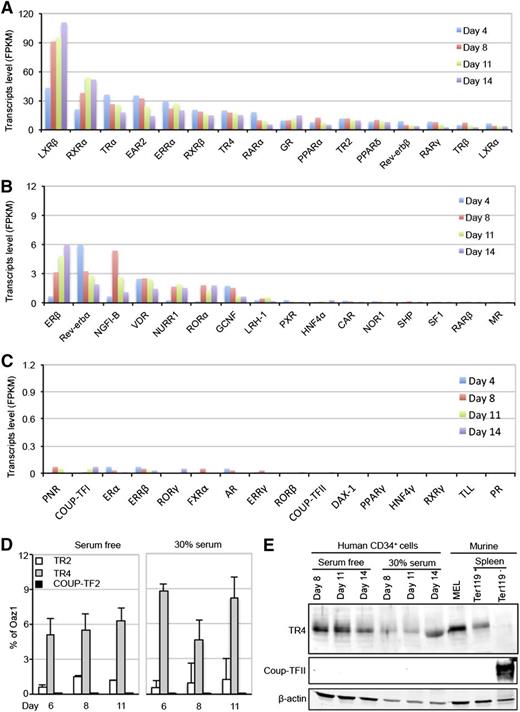 Figure 1. Expression of NRs in differentiating human CD34+ cells. (A-C) RNA-seq analyses were performed on primary human CD34+ cells induced to differentiate ex vivo under serum-free culture conditions.21,31 The relative abundances (FKPM) of all 48 known NRs on differentiation days 4, 8, 11, and 14 are graphed in order of decreasing abundance. Note that the ordinate axis decreases by10-fold consecutively from the top panel down. (D-E) TR2/TR4, but not COUP-TFII, mRNAs and proteins were readily detected by qRT-PCR and western blotting assays in human CD34+ cells subjected to 2 different erythroid differentiation conditions.16,31 Similarly, TR4, but not COUP-TFII, proteins were detected in MELs and flow-sorted Ter119+ (erythroid) cells from adult mouse spleen. Abundant COUP-TFII protein, on the other hand, were detected in Ter119− (nonerythroid) adult mouse splenocytes. OAZ1 mRNA and anti-β-actin immunoreactivity were used as normalization controls in qRT-PCR and immunoblotting assays.
