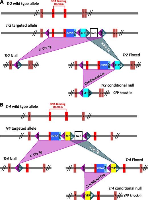 Figure 2. Generation of Tr2 and Tr4 null and conditionally mutant mice. Schematic illustrations of the wild-type, targeted, null, floxed, and conditional null alleles of Tr2 (A) and Tr4 (B). The null and floxed alleles of Tr2 or Tr4 were generated by intercrossing the respective gene targeted mice with Cre- or Flp-expressing transgenic lines, respectively. To generate the Tr2 null allele, exons 4 and 5 encoding the DNA binding domain were excised, whereas the Tr4 null allele was deleted for exon 5 encoding part of the DNA binding domain. In both floxed alleles, a DNA fragment containing the rest of the coding exons for each gene and the SV40 polyadenylation sequence was fused in-frame to the respective exons 5. The Tr2 or Tr4 conditional null allele was generated by Cre-mediated excision of the respective floxed allele, leaving behind a fluorescent reporter gene (CFP or YFP) flanked by 1 loxP and 1 Frt site. CFP, cyan fluorescent protein; YFP, yellow fluorescent protein.