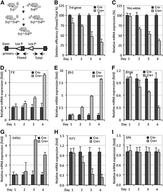 Figure 3. Combinatorial genetic loss of Tr2/Tr4 leads to elevated expression of the murine embryonic β-type globin genes. (A) Breeding strategy to generate conditional tandem loss of Tr2 and Tr4 function and schematic showing the location of the primers used in qPCR for detection of the floxed (unrecombined) and total DNA. (B-C) Time-course analyses of Cre-mediated Tr4f/f deletion and TR4 mRNA change in Tr2−/−:Tr4f/f Lin− BM cells, either mock-infected (Cre−) or infected with Ad-Cre (Cre+), on days 0 and 2 of culture. Tr4f/f genomic DNA and TR4 mRNA quantification were performed using SBYR Green-based qPCR. (D-I) Combined loss of TR2/TR4 leads to elevated embryonic β-type globin gene expression. Values of tested genes are first expressed relative to the expression of housekeeping gene Oaz1, and then relative to the transcript of interest in Cre− cells (arbitrarily set at 100% or onefold).