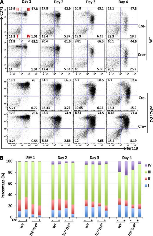 Figure 4. Compound loss of TR2/TR4 impairs erythropoiesis. (A) WT and Tr2−/−:Tr4f/f Lin− BM cells were mock infected (Cre−) or infected with Ad-Cre (Cre+) on days 0 and 2 of culture. An aliquot of cells was stained daily with anti-CD71 and anti-Ter119 antibodies prior to flow cytometric analyses. As erythroid differentiation progressed, CD71+Ter119− immature erythroid cells (quadrant II) became CD71+Ter119+ (quadrant III) before becoming CD71−Ter119+ (quadrant IV). Numbers represent the fractional percentages of cells in each quadrant. Only Tr2−/−:Tr4f/f Lin− BM cells, which had been exposed to Ad-Cre infection, had far fewer circulation mature CD71−Ter119+ cells and an increased number of immature CD71+Ter119+ cells. (B) Data from erythroid cells at each maturational state (quadrants I-IV) from 4 to 6 mice of either genotype are summarized in the histogram. WT, wild type.
