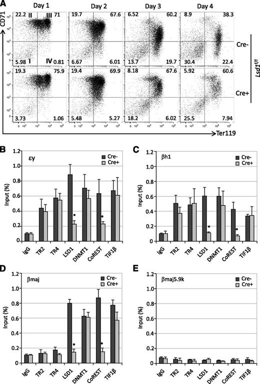 Figure 6. The effects of Lsd1 conditional inactivation on erythropoiesis and chromatin occupancy by TR2 and TR4 and corepressors. (A) Lsd1f/f Lin− BM cells were mock-infected (Cre−) or infected with Ad-Cre (Cre+) on days 0 and 2 of culture. An aliquot of cells was stained daily with anti-CD71 and anti-Ter119 antibodies prior to flow cytometric analyses. Conditional loss of Lsd1 in Lin− BM cells, which had been exposed to Ad-Cre infection, led to far fewer mature CD71−Ter119+ cells and an increased number of immature CD71+Ter119+ cells. (B-E) LSD1 inactivation obliterated its chromatin occupancy, as expected, and of its partner CoREST. The binding of TR2/TR4 and other corepressor components to the β-type globin gene promoters were either unchanged or quite modestly reduced in infected Lsd1f/f Lin− cells.