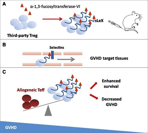 Fucosylation by α-1,3-fucosyltransferase-VI enzyme on ex vivo–expanded Tregs forming the sialyl Lewis X moiety (sLeX) on P-selectin glycoprotein ligand-1 (A) is a strategy to improve in vivo trafficking and persistence in GVHD target tissues (B), leading to a balance in favor of Tregs instead of allogeneic T effector (Teff) cells and to improved survival in treated mice (C).