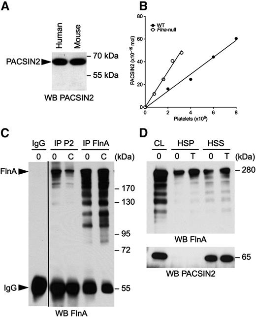 Figure 1. PACSIN2 associates with FlnA in platelets. (A) Human and mouse platelet lysates were subjected to SDS-PAGE and probed for PACSIN2. (B) Increasing volumes of WT and Flna-null mouse platelet lysates were compared with known amounts of GST-PACSIN2 and probed for PACSIN2. The graph plots the number of PACSIN2 moles against platelet numbers obtained from 2 immunoblots. The amount of PACSIN2 per platelet was determined as the ratio between the first-order equation slopes best fitting the data. (C) Human platelets were activated or not with 10 µg/mL CRP for 2 minutes at 37°C and lysed, and PACSIN2 (P2) and FlnA were immunoprecipitated. A control rabbit IgG was used as negative control for specificity. Immunoprecipitates were subjected to SDS-PAGE and probed for FlnA. (D) Mouse platelets were activated with 1 U/mL thrombin (T) for 2 minutes at 37°C and lysed in PHEM buffer. Triton X-100 HSS and HSP fractions were collected by centrifugation of platelet lysates at 100 000g, subjected to SDS-PAGE, and probed for PACSIN2 and FlnA. CL, cell lysate.