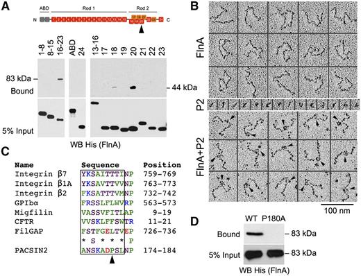 Figure 2. Mapping of the FlnA-PACSIN2 interface. (A) GST-PACSIN2 F-BAR domain was incubated with His-tagged FlnA recombinant truncates as indicated. Complexes were pulled down with glutathione Sepharose beads, subjected to SDS-PAGE, and probed for His (FlnA). FlnA rod 2 (repeats 16-23; 83 kDa) and repeat 20 (44 kDa) were collected with glutathione Sepharose beads. FlnA domains are shown on the top of the panel. The arrowhead points to repeat 20. (B) Electron microscopy of FlnA and GST-PACSIN2 F-BAR domain (P2) observed by rotary shadowing. PACSIN2 binds ∼15 nm from the FlnA self-association site. Arrowheads point to PACSIN2 bound along FlnA molecules. (C) FlnA-binding motif of PACSIN2 compared with that of known FlnA partners. Protein names, amino acid sequences, and positions are indicated. Nonpolar residues are colored green, neutral are magenta, basic are blue, and acidic are red. *Nonpolar or neutral residue. The arrowhead points to PACSIN2 Pro180. (D) GST-PACSIN2 F-BAR domain WT or P180A was incubated with His-FlnA repeats 16 to 23. Complexes were pulled down with glutathione Sepharose beads, subjected to SDS-PAGE, and probed for His (FlnA).