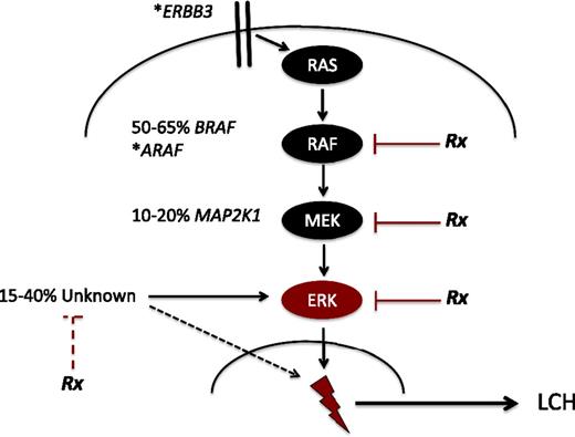 Figure 2. Recurrent activating MAPK mutations in LCH. Known recurrent mutations in LCH are depicted. The majority of patients have mutually exclusive activating mutations in BRAF (BRAF-V600E) or MAP2K1. Individual cases of mutations in ARAF and ERBB3 have also been reported (*). In 15% to 40% of LCH lesions, no MAPK somatic mutations are identified. However, early series suggest ERK is activated in all cases of LCH. The dashed black line represents mechanisms of ERK activation outside of the MAPK pathway that remain to be defined. “Rx” represents steps in ERK activation that may be therapeutic targets. The red dashed line represents potential to target mechanisms outside of the MAPK pathway (eg, phosphatidylinositol 3-kinase/AKT) that may inhibit ERK activation by alternative pathways. The lightning bolt represents mechanisms downstream of ERK activation, that remain to be defined, that lead to LCH pathogenesis.