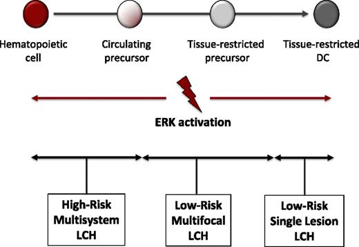 Figure 3. Misguided myeloid DC model of LCH pathogenesis. According to this model, the stage of differentiation in which pathologic ERK activation arises determines the clinical manifestations of LCH. In this model, activating mutations in hematopoietic stem cells or undifferentiated myeloid DC precursors result in multifocal high-risk disease, whereas mutations in tissue-restricted precursors results in multifocal low-risk disease, and mutations in more differentiated tissue-restricted precursor cells result in a single lesion. The CD207+ cells in LCH lesions represent differentiated myeloid cells with indistinguishable phenotype regardless of cell of origin that presumably recruit and activate other inflammatory cells.