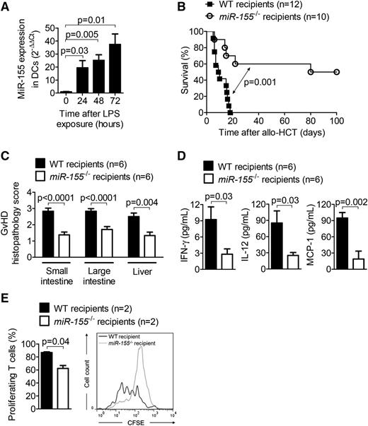 Figure 1. MiR-155 expression is increased in LPS-stimulated DCs, and recipient miR-155 deficiency decreases GVHD. (A) RNA was isolated from DCs stimulated with 10 ng/mL LPS for the indicated time intervals. MiR-155 expression was analyzed by qRT-PCR. Data are pooled from 3 independent experiments. (B) Allo-HCT was performed as described for the BALB/c into WT (n = 12) and miR-155−/− (n = 10) C57BL/6 combination. Survival was monitored for 100 days. (C) On day 7 after allo-HCT (BALB/c → WT and miR-155−/− C57BL/6), organs were isolated and paraffin sections of the small intestine, large intestine, and liver were stained with hematoxylin and eosin. Histopathology scoring was performed as described. (D) On day 7 after allo-HCT (BALB/c → WT and miR-155−/− C57BL/6), serum was isolated from the recipients, and the concentrations of INF-γ, IL-12, and MCP-1 were determined. (E) On day 1 after allo-HCT (BALB/c → WT and miR-155−/− C57BL/6), axillary, inguinal, and mesenteric lymph nodes were isolated and CFSE dilution of CD3+ H-2Kd+ donor T cells was analyzed.