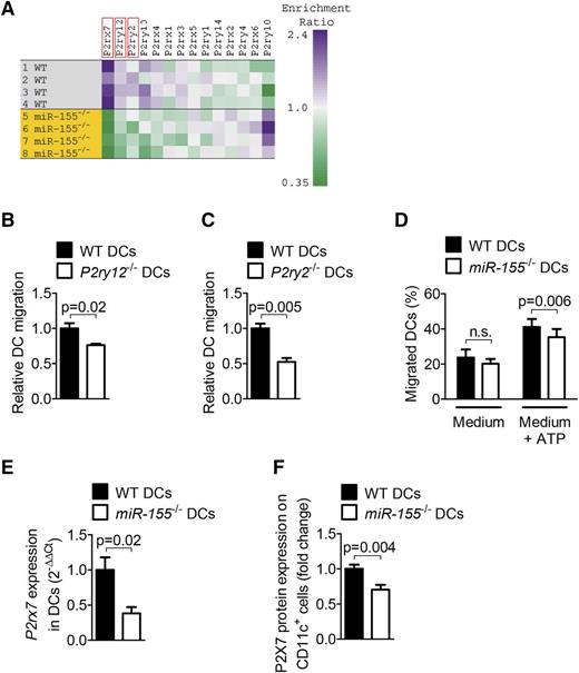 Figure 3. MiR-155 deficiency leads to downregulation of P2ry12, P2ry2, and P2rx7, and diminished migratory ability. (A) Heat map showing the expression of purinergic receptor mRNA in a microarray analysis of WT and miR-155−/− C57BL/6 DCs after stimulation with 50 ng/mL LPS and 5 mM ATP for 15 minutes. (B) Migration of BM-derived DCs from WT and P2ry12−/− mice up an ATP gradient. Data were acquired from 3 independent experiments. (C) Migration of BM-derived DCs from WT and P2ry2−/− mice up an ATP gradient. Data were acquired from 4 independent experiments. (D) Migration of BM-derived DCs from WT and miR-155−/− mice up an ATP gradient. The experiment was performed 4 times with 3 technical triplicates each. (E) WT and miR-155−/− DCs were stimulated with 10 ng/mL LPS overnight, and P2rx7 expression on the mRNA level was determined by qRT-PCR (n = 2/group). (F) Expression of P2X7 protein on WT and miR-155−/− DCs was determined by flow cytometry. Data were pooled from 4 independent experiments.