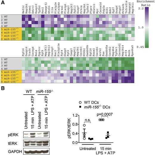 Figure 4. MiR-155−/− DCs exhibit broad dysregulation of MAPK signaling. (A) Expression of the 70 most highly up- and downregulated genes in the Kyoto Encyclopedia of Genes and Genomes MAPK pathway in microarray data from WT and miR-155−/− DCs after stimulation with 50 ng/mL LPS and 5 mM ATP for 15 minutes. Genes contributing to path enrichment were identified and ordered using Gene Set Enrichment Analysis. (B) DCs were stimulated with 50 ng/mL LPS and 5 mM ATP for 15 minutes. Protein expression of phosphorylated ERK (pERK) was determined by Western blot, expressed relative to total ERK (tERK), and normalized to the stimulated WT group. GAPDH was used as a loading control. One representative blot is shown. For the quantification, data were pooled from 3 independent experiments.
