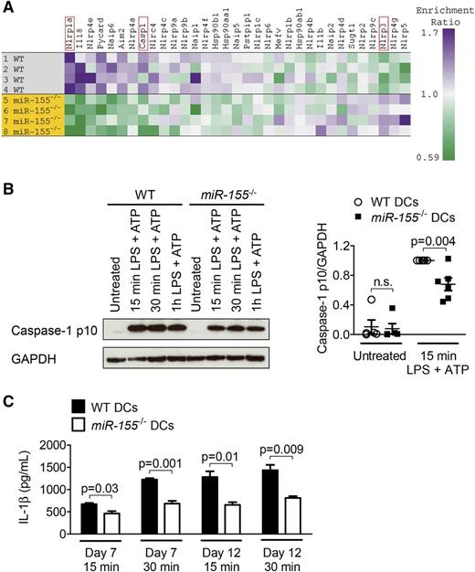 Figure 5. MiR-155−/− DCs display decreased levels of cleaved caspase-1 and IL-1β. (A) A heat map showing known and potential inflammasome component gene expression in a microarray analysis of WT and miR-155−/− DCs after stimulation with 50 ng/mL LPS and 5 mM ATP for 15 minutes. (B) DCs were stimulated with 50 ng/mL LPS and 5 mM ATP for the indicated time intervals. Protein expression of cleaved caspase-1 (caspase-1 p10) was determined by Western blot and normalized to the stimulated WT group. GAPDH was used as a loading control. One representative blot is shown. For the quantification, data were pooled from 6 independent experiments. (C) On day 7 or 12 of DC culture, the cells were stimulated with 50 ng/mL LPS and 5 mM ATP for the indicated time intervals. IL-1β concentrations were measured in the culture supernatant (n = 3/group). Basal IL-1β production was subtracted.