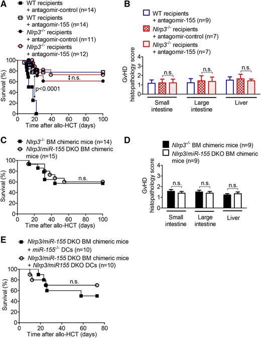 Figure 6. Nlrp3 deficiency and either miR-155 antagonism or miR-155 deficiency display no synergy in protection from GVHD. (A) Mice received an allo-HCT (BALB/c → WT or Nlrp3−/− C57BL/6) and were treated with nonfunctional antagomir-control or functional antagomir-155 on days 0, 3, and 9 after allo-HCT. Survival was monitored for 100 days. The experiment was performed twice (n = 11-14/group; P < .0001 for WT recipients, no significant difference observed for Nlrp3−/− recipients). (B) Organs of the recipients that had survived in (A) until day 100 were isolated, and paraffin sections of the small intestine, large intestine, and liver were stained with hematoxylin and eosin. Histopathology scoring was performed as described. The experiment was performed twice (n = 7-9/group, no significant difference observed between Nlrp3−/− recipients treated with antagomir-control and antagomir-155). (C) Lethally irradiated WT C57BL/6 mice were transplanted with 5 × 106 BM cells from a syngeneic Nlrp3−/− or Nlrp3/miR-155 DKO C57BL/6 donor. After 30 days, the BM chimeric mice were irradiated with 5 Gy and injected with 5 × 106 BM cells and 8 × 105 CD4+/CD8+ T cells from an allogeneic BALB/c donor. Survival data were pooled from 2 independent experiments (n = 14-15/group, no significant difference between the groups). (D) Organs of the recipients that had survived in (C) until day 100 were isolated, and paraffin sections of the small intestine, large intestine, and liver were stained with hematoxylin and eosin. Histopathology scoring was performed as described (n = 9/group, no significant difference observed between Nlrp3−/− and Nlrp3/miR-155 DKO BM chimeric mice). (E) Lethally irradiated WT C57BL/6 mice were transplanted with 5 × 106 BM cells from a syngeneic Nlrp3/miR-155 DKO C57BL/6 donor. After 30 days, the Nlrp3/miR-155 DKO BM chimeric mice were irradiated with 5 Gy and injected with 5 × 106 BM cells and 8 × 105 CD4+/CD8+ T cells from an allogeneic BALB/c donor. Groups additionally received 2 × 106 miR-155−/− or Nlrp3/miR-155 DKO C57BL/6 BM-derived DCs on the day of allo-HCT (n = 10/group).