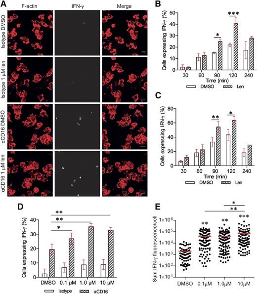 Figure 2. Lenalidomide increases the proportion of pNK cells expressing IFN-γ as well as the amount produced per cell. (A) Representative microscopy images of F-actin (red) and IFN-γ (shown in grayscale in middle column, and then green in merged image) in pNK cells stimulated for 120 minutes on surfaces coated with IgG1 isotype control mAb or anti-CD16 mAb in the presence of DMSO or 1 µM lenalidomide (+150 U/mL IL-2). Scale bars, 10 µm. (B) The proportion of cells expressing IFN-γ after stimulation on anti-CD16 mAb-coated surfaces in the presence of DMSO or 1 µM lenalidomide (+150 U/mL IL-2) for 30 to 240 minutes. Graph shows mean ± SD, n > 200 from 3 donors. (C) The proportion of cells expressing IFN-γ after stimulation on anti-CD16 mAb-coated surfaces in the presence of DMSO or 1 µM lenalidomide (+150 U/mL IL-2) for 30 to 240 minutes. All cells treated with DMSO or 1 µM lenalidomide for a total of 240 minutes and added to stimulating surfaces in the reverse order for the time course (for example, for 30-minute stimulation, pNK cells were treated with DMSO or 1 µM lenalidomide for 210 minutes before plating). Graph shows mean ± SD, n > 100 from 2 donors. (D) The proportion of pNK cells expressing IFN-γ after stimulation on anti-CD16 mAb-coated surfaces with 0.1 to 10 µM lenalidomide. Graph shows mean ± SD, n > 100 per donor from 3 donors. (E) Sum IFN-γ fluorescence per cell in pNK cells stimulated as in panel D. Each data point represents a single cell and red line shows the mean. n = 75 to 111 from 3 donors. *P < .05, **P < .01, ***P < .001, 1-way ANOVA with Tukey posttest.