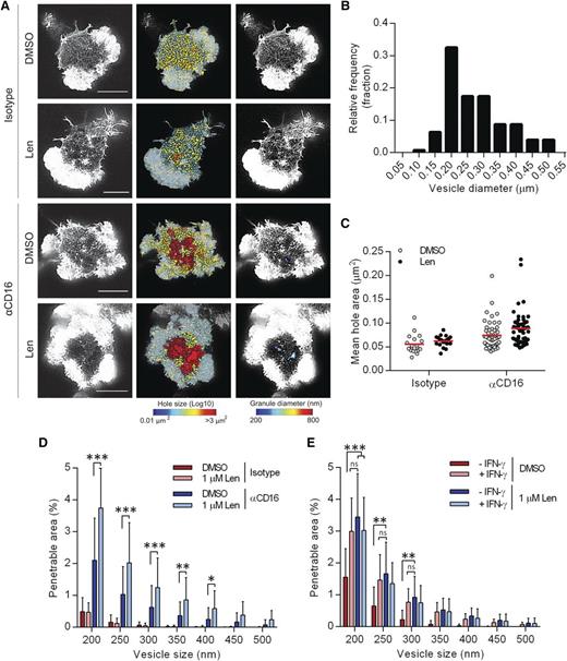Figure 4. Lenalidomide treatment augments opening of cortical actin mesh after CD16 stimulation. (A) Superresolution images obtained by STED microscopy of membrane proximal F-actin in pNK cells incubated for 120 minutes on coverslips coated with isotype-matched control antibody or anti-CD16 mAb (both 3 µg/mL) in the presence of DMSO vehicle control or 1.0 µM lenalidomide (+150 U/mL IL-2). Scale bars, 5 µm. Second column: Holes between actin filaments in the central region of the synapse shown as heat maps, with the smallest holes shown in blue (0.01 µm2) and largest holes shown in red (>3 µm2). Third column: Regions are shown within the actin mesh through which a particle (such as an IFN-γ vesicle) of diameter 200 nm (blue) to 800 nm (red) could fit. (B) Histogram of measured vesicle sizes from 10 cells from 2 independent donors. (C) Average size of holes in the actin mesh at the pNK synapse for cells stimulated as in panel A. Each data point represents a single cell; red lines shows mean from 3 donors, n = 18 to 59 per condition. (D) The proportion of the synapse area predicted to be penetrable by a vesicle of 200- to 500-nm diameter for same cells as in panel C. (E) Analysis of STED microscopy of membrane proximal actin in pNK cell stimulated as in panel A plus 5 µg/mL brefeldin A and costained with anti-IFN-γ conjugated to Alexa 647. The proportion of the synapse predicted to be penetrable by a particle of 200- to 500-nm diameter, stratified by whether or not the cells stained positive for IFN-γ. Graph shows mean from 3 donors, n = 50. *P < .05, **P < .01, ***P < .001, 1-way ANOVA with Tukey posttest.