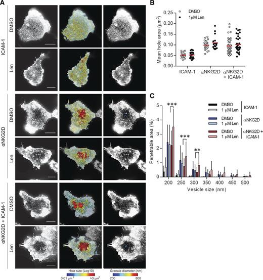 Figure 5. Lenalidomide treatment augments opening of cortical actin mesh after NKG2D and LFA-1 ligation. (A) Superresolution images obtained by STED microscopy of membrane proximal F-actin in pNK cells incubated for 120 minutes on coverslips coated with recombinant human ICAM-1 (2.5 µg/mL), anti-NKG2D mAb (3 µg/mL), or both in the presence of DMSO or 1.0 µM lenalidomide (+150 U/mL IL-2). Scale bars, 5 µm. Second column: Holes between actin filaments in the central region of the synapse shown as heat maps, with the smallest holes shown in blue (0.01 µm2) and largest holes shown in red (>3 µm2). Third column: Regions are shown within the actin mesh through which a particle (such as an IFN-γ vesicle) of diameter 200 nm (blue) to 800 nm (red) could fit. (B) Average size of holes in the actin mesh at the pNK synapse for cells stimulated as in panel A. Each data point represents a single cell; red lines shows the mean from 3 donors, n = 18 to 59 per condition. (C) The proportion of the synapse area predicted to be penetrable by a vesicle of 200- to 500-nm diameter for same cells as in panel B. Graph shows mean ± SD. **P < .01, ***P < .001, 1-way ANOVA with Tukey posttest.