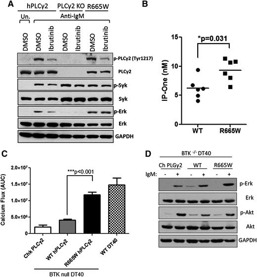 Figure 2. Hypermorphic mutation R665W acquires resistance to ibrutinib and functions independently to BTK. (A) Downstream phospho-protein activation upon 0.5 μg/ml α-IgM stimulation for 15 minutes was examined by western blots in comparison with WT PLCγ2 to R665W mutation in DT40 cells. (B) 293T cells were retrovirally transduced with WT PLCγ2 or R665W mutation. The production of IP3 upon 150 ng/ml epidermal growth factor stimulation was measured by IP1 (surrogate of IP3) accumulation using IP-One ELISA Kit (n = 3 repeated experiments). (C) Calcium flux in BTK-deficient DT40 lines introduced with WT PLCγ2 or R665W mutant were examined. Data represents the AUC from 6 replicates upon 3 μg/ml α-IgM stimulation, and (D) downstream phospho-protein activation was examined by western blots. DMSO, dimethylsulfoxide; KO, knockout; Un., untreated.
