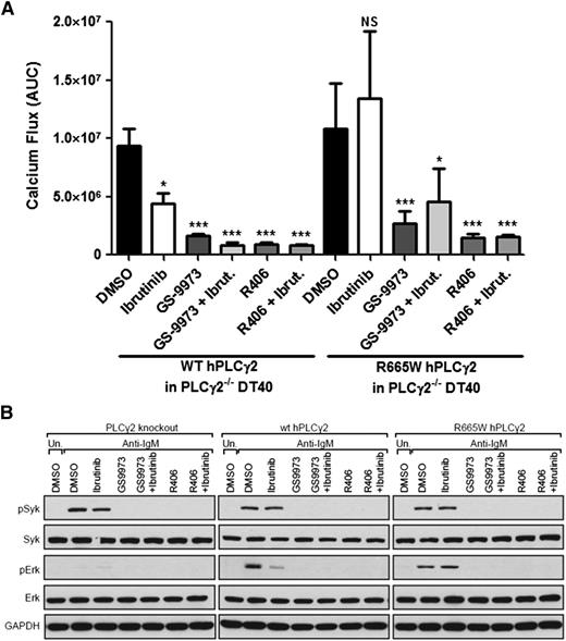Figure 3. SYK inhibition abrogates PLCG2R665W induced downstream activation. (A) Calcium influx induced by 3 μg/ml α-IgM stimulation was measured in PLCγ2−/− DT40 stably expressed with either WT human PLCG2 or R665W mutant. The data represents AUC by 6 replicates. In the treatment settings, 1.0 μM ibrutinib was pretreated for 1 hour followed by washout; and 0.5 μM GS-9973 or 2.5 μM R406 was treated continuously. *P < .05; ***P < .001; NS = P > .05. (B) Downstream signaling was examined in PLCγ2−/− DT40 expressing either WT PLCG2 or R665W mutant. Cells were treated with 0.5 μg/ml α-IgM for 15 minutes; 1.0 μM ibrutinib was pretreated for 1 hour followed by washout; and 0.5 μM GS-9973 or 2.5 μM R406 was treated.
