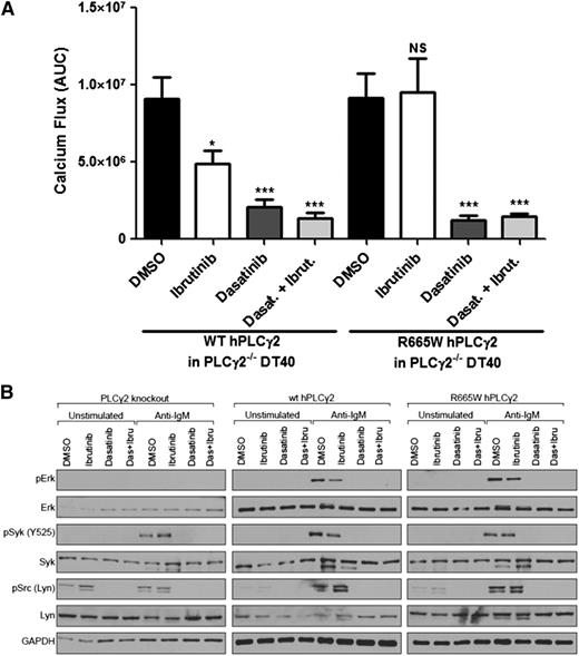 Figure 4. LYN suppression abrogates PLCG2R665W-mediated downstream activation. (A) Calcium flux induced by 3 μg/ml α-IgM stimulation was measured in PLCγ2−/− DT40 expressing WT human PLCG2 or R665W mutant. The data represents AUC by 6 replicates. In the treatment settings, 1.0 μM ibrutinib was pretreated for 1 hour followed by washout; 0.1 μM dasatinib was used. *P < .05; ***P < .001; NS = P > .05. (B) Downstream signaling was accessed in PLCγ2−/− DT40 expressing either WT human PLCγ2 or R665W mutant. Cells were treated with 0.5 μg/ml α-IgM; 1.0 μM ibrutinib was pretreated for 1 hour followed by washout; and 0.1 μM dasatinib was used.