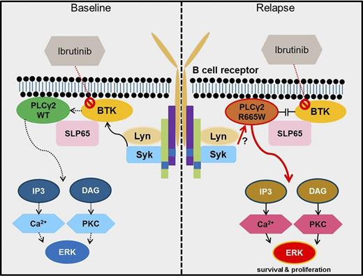 Figure 6. The diagram illustrates PLCG2R665W-mediated ibrutinib resistance. In treatment naïve CLL, proximal BCR signaling triggers downstream BTK activation. PLCγ2 is consequently activated in a BTK-dependent manner. Targeting BTK by ibrutinib can abrogate PLCγ2-initiated downstream survival signal (left panel); in contrast, mutant PLCγ2 (R665W) can be activated via SYK or LYN, bypassing BTK dependency in the resistant CLL, thereby propagating downstream survival signals despite ibrutinib treatment (right panel). PKC, protein kinase C.