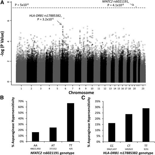 Figure 1. Manhattan plot of P values for genome-wide SNP association with asparaginase hypersensitivity. (A) The Manhattan plot shows the negative log10 of the P values for association with asparaginase hypersensitivity vs each chromosome on the x-axis. The open circles indicate SNPs genotyped using the Affymetrix 6.0 array, whereas the open squares indicate SNPs genotyped by the Illumina Exome Beadchip array. The dashed line denotes the genome-wide threshold (P = 5 × 10−8). (B) SNPs genotyped using the Affymetrix SNP 6.0 array identified the NFATC2 rs6021191 variant associated with asparaginase hypersensitivity (P = 4.1 × 10−8, OR = 3.11, CI = 2.07-4.66). AA, subjects homozygous for the reference allele (A); TT, subjects homozygous for the variant allele (T); AT, heterozygotes. (C) Illumina Exome array genotyping identified the strongest association with the HLA-DRB1 rs17885382 variant (P = 3.2 × 10−6, OR = 1.63, CI = 1.33-2.00). CC, subjects homozygous for the reference allele (C); TT, subjects homozygous for the variant allele (T); CT, heterozygotes. Associations were determined using a general linear model adjusted for treatment, ALL immunophenotype, gender, age group, and ancestry.
