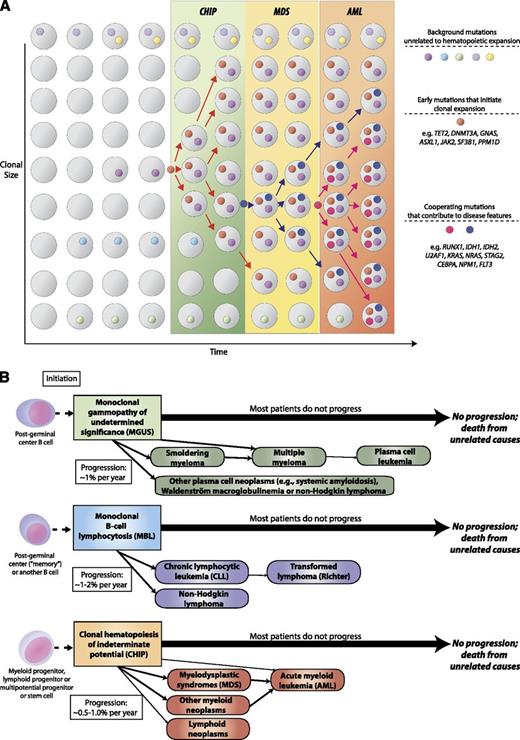 Figure 1. CHIP as a precursor state for hematological neoplasms. (A) A model for evolution from normal hematopoiesis to CHIP and then, in some cases, to MDS or AML. (B) Comparison of evolution patterns of MGUS, MBL, and CHIP. Hematopoietic progenitor or stem cells commonly acquire mutations throughout the human lifespan; most of these are passenger mutations that have no consequence for hematopoiesis. Certain mutations, however, confer a survival advantage to the mutated cell and its progeny and allow clonal expansion. Serial acquisition of mutations in an expanded clone can lead to a disease phenotype and ultimately morbidity and mortality. Although this article primarily discusses CHIP in the context of its distinction from MDS, CHIP can also directly progress to AML without an intervening MDS stage, and CHIP can progress to other conditions such as myeloproliferative neoplasms or lymphoid neoplasms. Just as with MGUS and MBL, the majority of patients with CHIP will never develop an overt neoplasm, and patients will eventually die of unrelated causes.