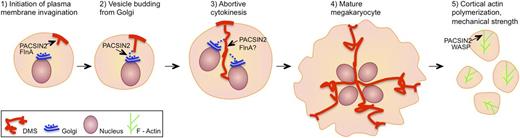 Proposed roles of PACSIN2 in megakaryocyte and platelet biology. (1) DMS formation is initiated by the activation of PACSIN2 tubulating activity by FlnA, leading to focal plasma membrane invagination. (2) PACSIN2 promotes vesicle budding from Golgi, thus facilitating the expansion of the DMS network. PACSIN normally localizes to the cleavage furrow of mitotic cells, where it couples the actomyosin contractile ring to the plasma membrane. (3-4) During megakaryocyte endomitosis, PACSIN2 could recruit FlnA that may decrease actomyosin activity, leading to abortive cytokinesis and multinucleation. (5) In platelets, PACSIN could support plasma membrane stability by activating WASP in the vicinity of the plasma membrane, thus promoting the polymerization of cortical actin.