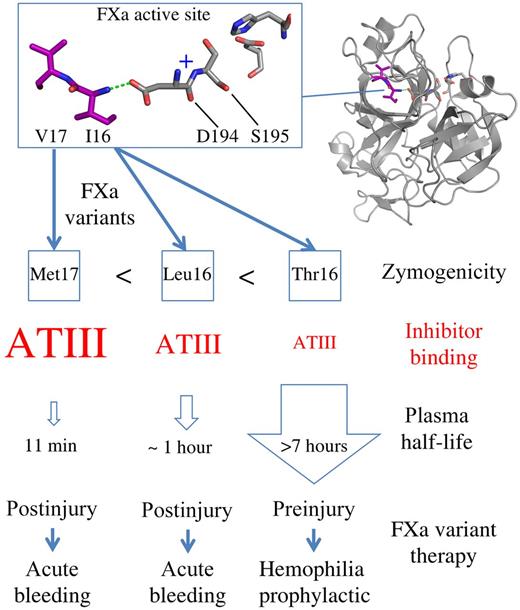 Representation of the FXa residues Val17 and Ile16 (purple) buried in the FXa active site adjacent to Ser195, His57, and Asp102. Ile16 interacts with Asp194 (dashed green line) forming the oxyanion hole (indicated as +). FXa variants induce zymogenicity to different degrees (Ile16Thr > Ile16Leu > Val17Met). The greater the zymogenicity, the weaker the inhibitor binding (red) and the longer the plasma half-life. This provides a toolkit of prohemostatic FXa variants that potentially broadens the applicability of FXa to different clinical settings involving bleeding.