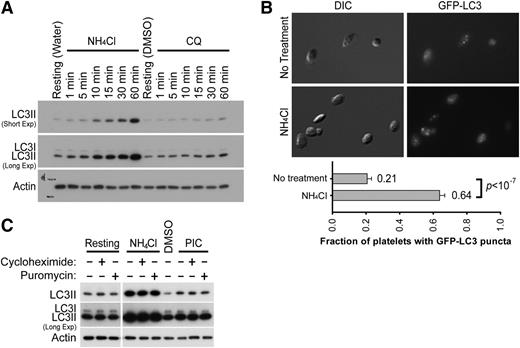 Figure 2. Basal autophagy occurs in resting platelets. (A) Western blot analysis of LC3II in unstimulated human platelets treated with either NH4Cl (20 mM) or chloroquine (50 µM) to inhibit lysosomal activity. Two exposure times, short and long, are shown. Note that LC3I is visible only with longer exposures in this experiment. (B) GFP-LC3 puncta in unstimulated platelets without and with NH4Cl treatment (20 mM, 2 h). Samples were visualized for DIC and GFP fluorescence (GFP-LC3). Ten images (17∼74 platelets/field) were obtained at random and quantified for each condition. Platelets containing GFP-LC3-positive puncta are 21 ± 8% and 64 ± 10% without and with NH4Cl treatment, respectively. Statistical significance was evaluated with the Student t test. (C) Western blot analysis of LC3II in human platelets pretreated for 1 h with cycloheximide (100 µg/mL) or puromycin (10 µg/mL), in combination with pretreatment of NH4Cl (20 mM, 1 h) or protease inhibitor cocktail (1 h). The images shown are representative of at least 3 independent experiments.