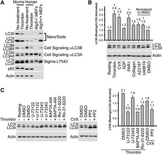 Figure 3. Platelet activation leads to LC3II reduction. (A) Western blot analysis of LC3II in the murine and human platelets before and after stimulation (0.1 U/mL thrombin, 30 minutes), with various anti-LC3 antibodies. Cell extracts from Atg5+/+ and Atg5−/− MEFs were used as additional molecular weight markers to indicate the migration positions of LC3I and LC3II. Note that the loading volumes for the MEFs were optimized to have comparable LC3II levels, and platelets have high actin content. Thus, both actin and p62 levels in the MEF samples were below detection limits. The images shown are representative of at least 2 independent experiments. (B) Western blot analyses of LC3II in human platelets before and after stimulation with various agonists. Platelets were stimulated for 30 minutes with thrombin (0.1 U/mL), CVX (0.1 µg/mL), PAR1 or PAR4 peptide (100 µM), ADPβS (10 µM), collagen (1 µg/mL), A23187 (10 µM in DMSO), and U46619 (20 µM in DMSO). N = 2∼8 for various inhibitors. (C) Western blot analysis of LC3II, before and after stimulation, in human platelets pretreated with inhibitors of platelet activation. Platelets were pretreated for 60 minutes with U-73122 (20 µM), U-73343 (inactive analog of U-73122, 20 µM), BAPTA-AM (100 µM), Ro-31-8220 (10 µM), or PP2 (100 µM) and then stimulated for 30 minutes with either thrombin (0.1 U/ml) or CVX (0.1 µg/mL). Of note, U-73343, Ro-31-8220, and PP2 increased LC3II levels in resting platelets for an unknown reason. All inhibitor stock solutions were prepared in DMSO. N = 3 for all inhibitors. For B and C, *P < .05 by the Student t test.